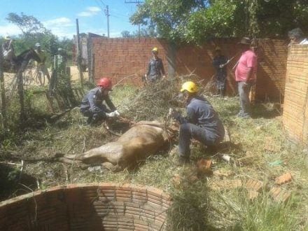 Norte de Minas - Vaca é resgatada de buraco pelos Bombeiros em Januária