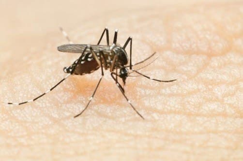Homem de 52 anos é a primeira vítima do vírus Zika em São Paulo