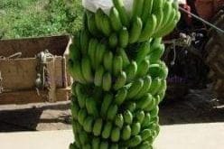 O transporte dos cachos por cabo aéreo é um dos poucos processos mecânicos na produção de banana. Atividade necessita de quase 100% de mão de obra manual. Crédito: Mário Sérgio / EPAMIG