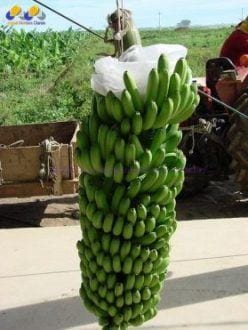 O transporte dos cachos por cabo aéreo é um dos poucos processos mecânicos na produção de banana. Atividade necessita de quase 100% de mão de obra manual.  Crédito: Mário Sérgio / EPAMIG