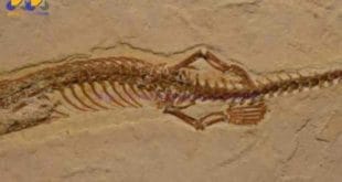 Cobra com quatro patas viveu no Ceará há 120 milhões de anos