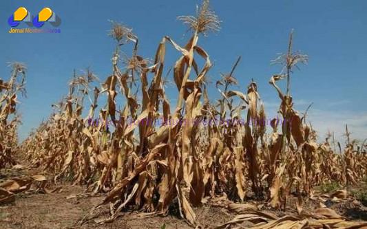 Norte de Minas - Reconhecida situação de emergência em três municípios do Norte de Minas