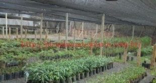 FENICS 2015 - Mais de 500 mudas serão plantadas para compensar a emissão de gás carbônico produzido a partir da feira