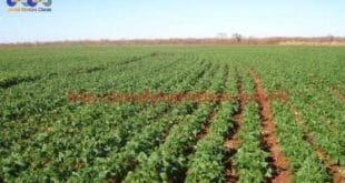 Norte de Minas - Evento no Norte de Minas aborda produção de feijão e doenças de solo