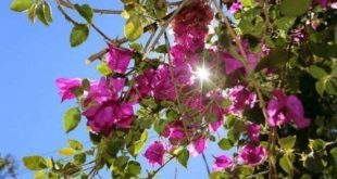 O início da primavera é quando ocorre o segundo equinócio do ano: quando o dia e a noite têm a mesma duração