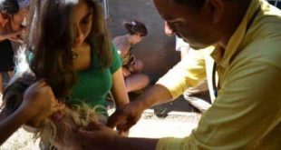Montes Claros - Mais de 53 mil cães e gatos foram vacinados em Montes Claros‏