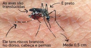 Três cidades mineiras em risco e mais 53 em alerta para dengue, chikungunya e zika