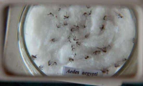 Vírus zika é transmitido pelo mosquito Aedes aegypti Foto: Arquivo/Agência Brasil