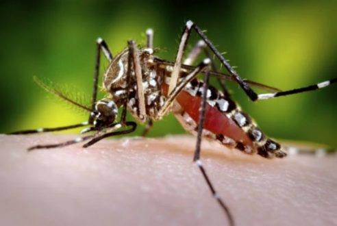 MG - Governo de Minas vai investir mais R$ 30 milhões em combate ao mosquito da dengue