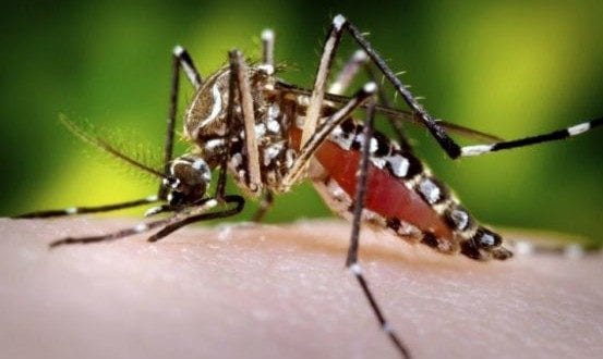 MG - Casos confirmados de dengue em Minas Gerais triplicam em 2015