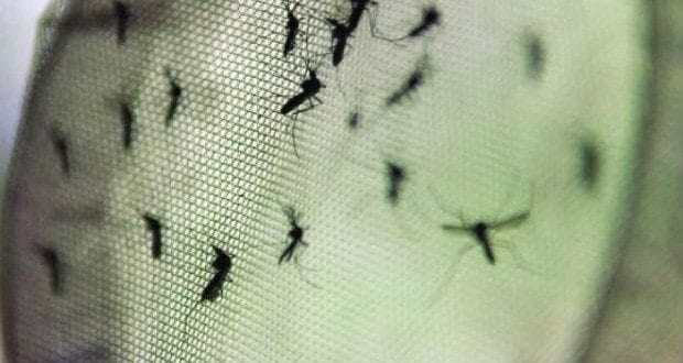 País tem alta de dengue antes do verão e 2015 acumula 1,58 milhão de casos