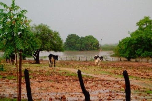 Norte de Minas - Chuvas trazem esperança ao homem do campo