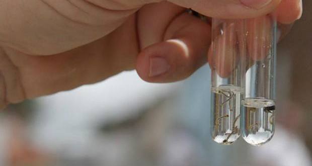 O vírus Zika é transmitido pelo mosquito Aedes aegypti, o mesmo hospedeiro da dengue.