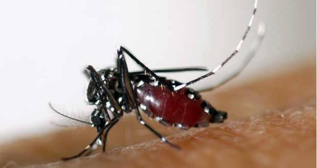 Anvisa anunciou que deve concluir nos próximos 10 dias a análise do 1º kit de diagnóstico do vírus zika