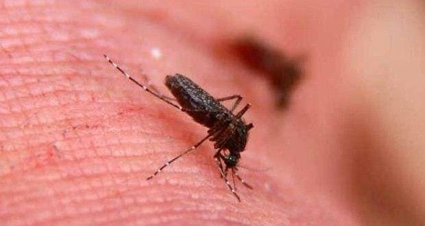 Zika vírus está se espalhando rapidamente pelas Américas