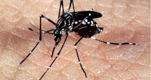 Segundo a presidente Dilma: "A melhor vacina contra o vírus da zika é o combate de cada um de nós, do governo, mas também da sociedade, eliminando todos os focos nos quais o mosquito vive e se reproduz", disse. Foto: Agência Brasil
