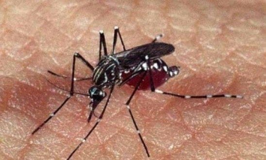 O zika vírus, assim como a dengue, é transmitido pelo mosquito Aedes aegypti