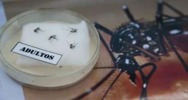 Zika vírus: OMS decreta "estado de emergência sanitária mundial".