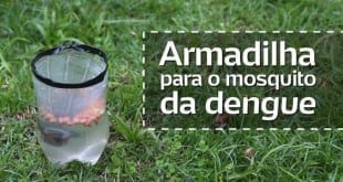 Aprenda a fazer uma armadilha para pegar o mosquito Aedes aegypti