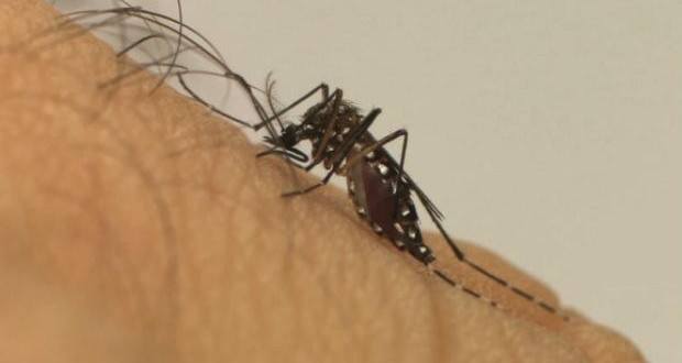 Organização Mundial da Saúde vai avaliar o risco de propagação do vírus Zika, transmitido pelo mosquito Aedes aegypti
