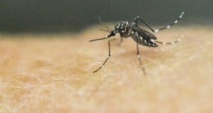 'Impressão digital' do vírus zika é decifrada por laboratório em Campinas