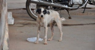 Montes Claros - Prefeitura licita equipamentos para controle da população canina de Montes Claros