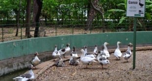 Montes Claros - Zoo de Montes Claros promoverá concurso para projetos de novos recintos sustentáveis para animais