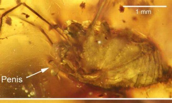 Fóssil de aranha com pênis ereto é encontrado no Sul da Ásia