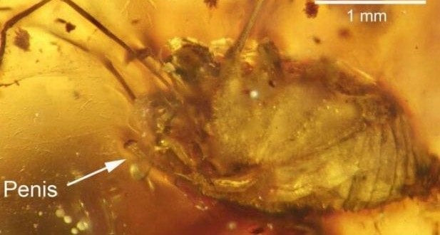 Fóssil de aranha com pênis ereto é encontrado no Sul da Ásia