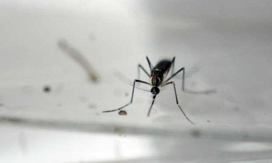 As autoridades de saúde dizem que o zika está se espalhando rapidamente em toda a Colômbia e Venezuela