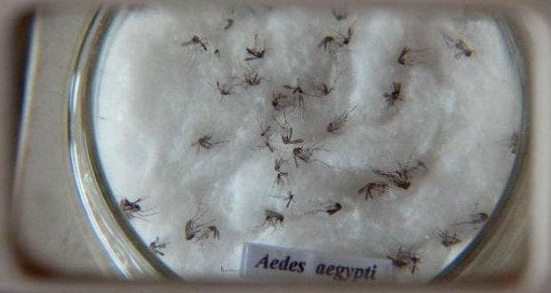 Mosquito Aedes aegypti ainda é o transmissor oficial do Zika vírus