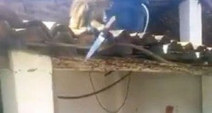 Vídeo de macaco bêbado armado com faca bomba na internet