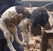 Muro caiu e soterrou dois cachorros, salvos pelos bombeiros