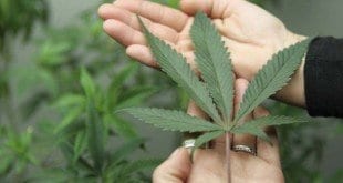 Gene pode prever risco de psicose entre usuários de maconha