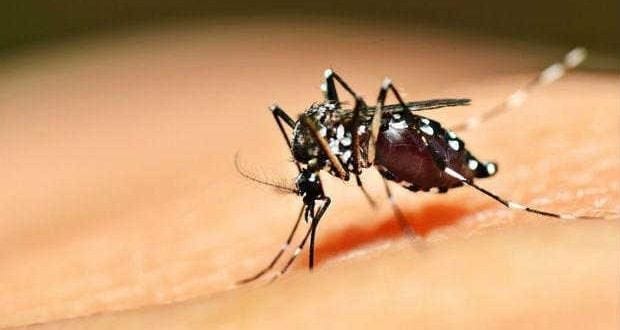 Uma vacina experimental contra a dengue foi 100% eficaz em seus primeiros testes