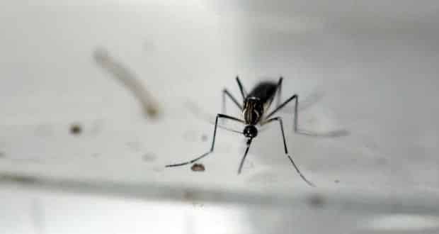 O mapeamento do vírus revela que a estrutura do zika é muito parecida com a do vírus da dengue
