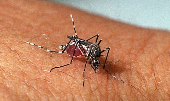 Saúde - Larvas do Aedes aegypti podem estar nos lugares mais inesperados