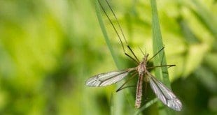 Cientistas da Fiocruz descobriram que o zika vírus pode infectar o culex, pernilongo comum