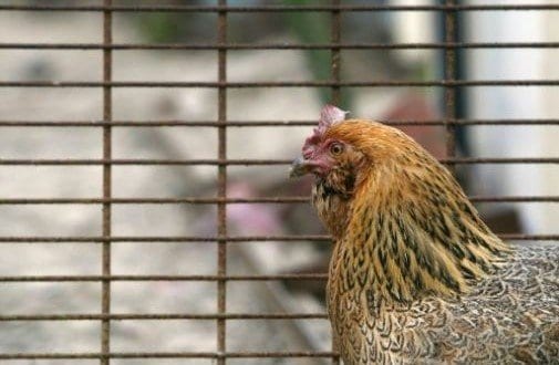 Galinha com patas de dinossauro é desenvolvida no Chile