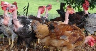 Os produtores criam as aves para vender ovos e pintinhos, e também para o abate