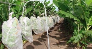 A produção de frutas é um dos temas da nova agenda estratégica da Emater