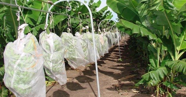 A produção de frutas é um dos temas da nova agenda estratégica da Emater