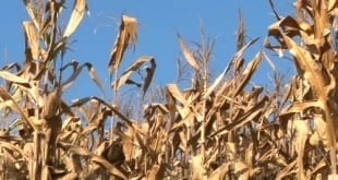 Montes Claros - Prefeito de Montes Claros decreta situação de emergência em função da estiagem