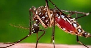 O aedes aegypti é o hospedeiro dos vírus da dengue, chicungunha e zika