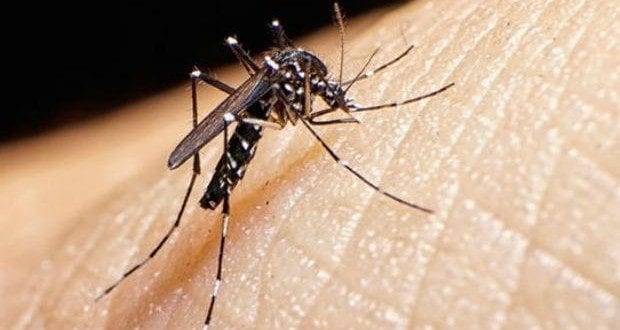 O vírus zika é transmitido pelo mosquito aedes aegypti, que também é o hospedeiro da dengue e chicungunha