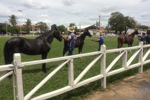 Montes Claros - Provas esportivas do maior evento Mangalarga Marchador da região norte de Minas Gerais começam hoje
