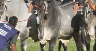 Agenda da exposição contará com a participação de diversas raças de bovinos