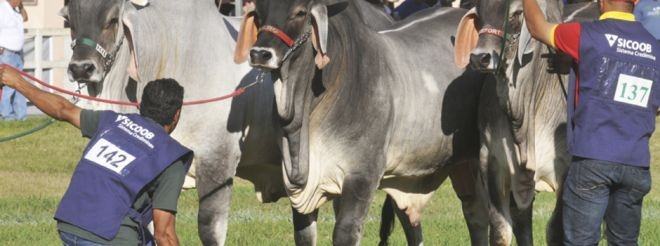 Agenda da exposição contará com a participação de diversas raças de bovinos