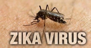 Saúde - Remédio antimalária dá resultado contra Zika Vírus