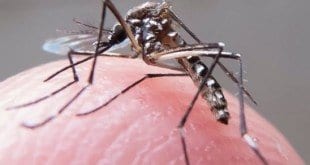 A Dengue, transmitida pelo Aedes aegypti, é a doença transmitida por mosquitos que mais tem crescido